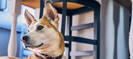 米国の獣医師がNO.1に推奨