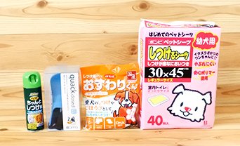 問題行動・しつけ